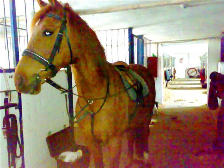 Fuldblod (XX) Jasmin - Smukke jassy billede 13