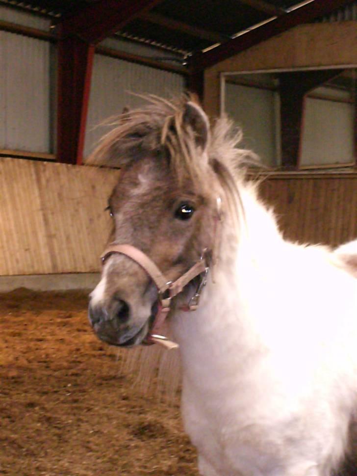 Dansk Miniature Tjørnelund's Jasmin - Hej! Velkommen til min profil! I må meget gerne li smide en stemme og måske en kommentar! billede 1