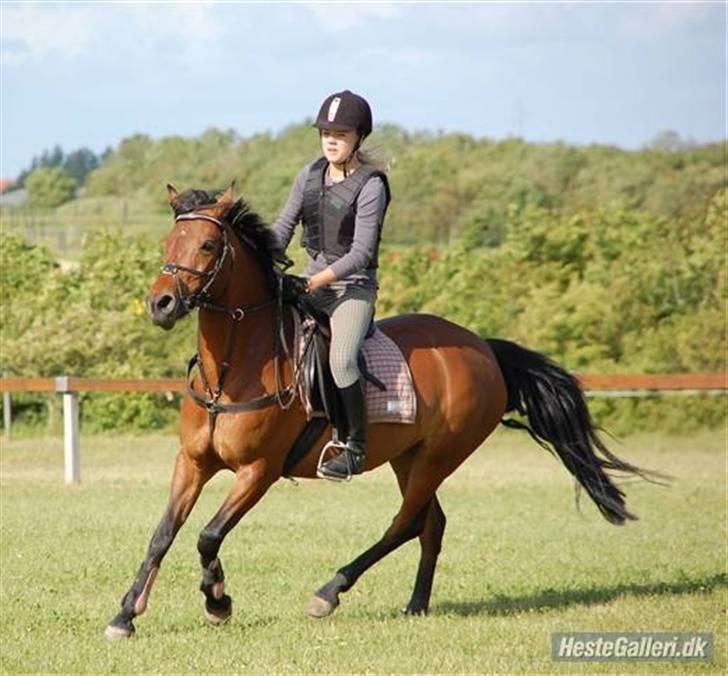 Anden særlig race Ofelia - foto: louise renaa billede 7