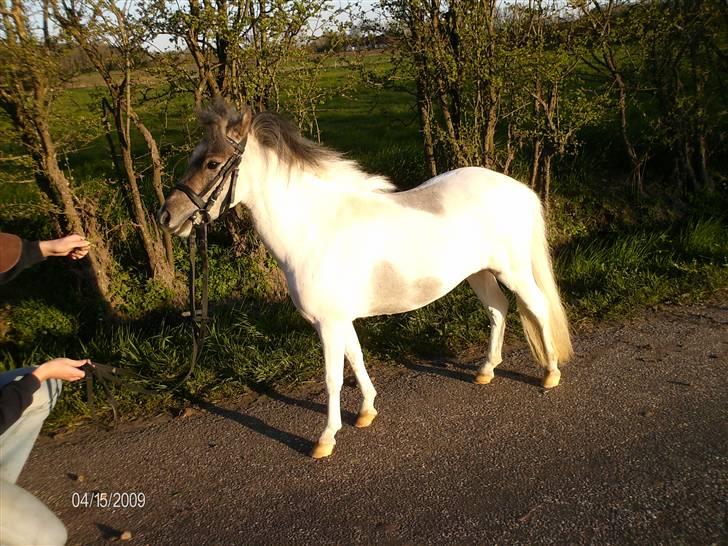 Dansk Miniature Tjørnelund's Jasmin - Min smukke lille pony da hun li var blevet klippet! billede 4