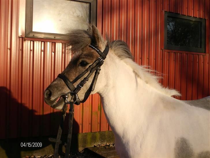Dansk Miniature Tjørnelund's Jasmin - Hendes smukke hoved da hun li var blvet klippet! billede 6