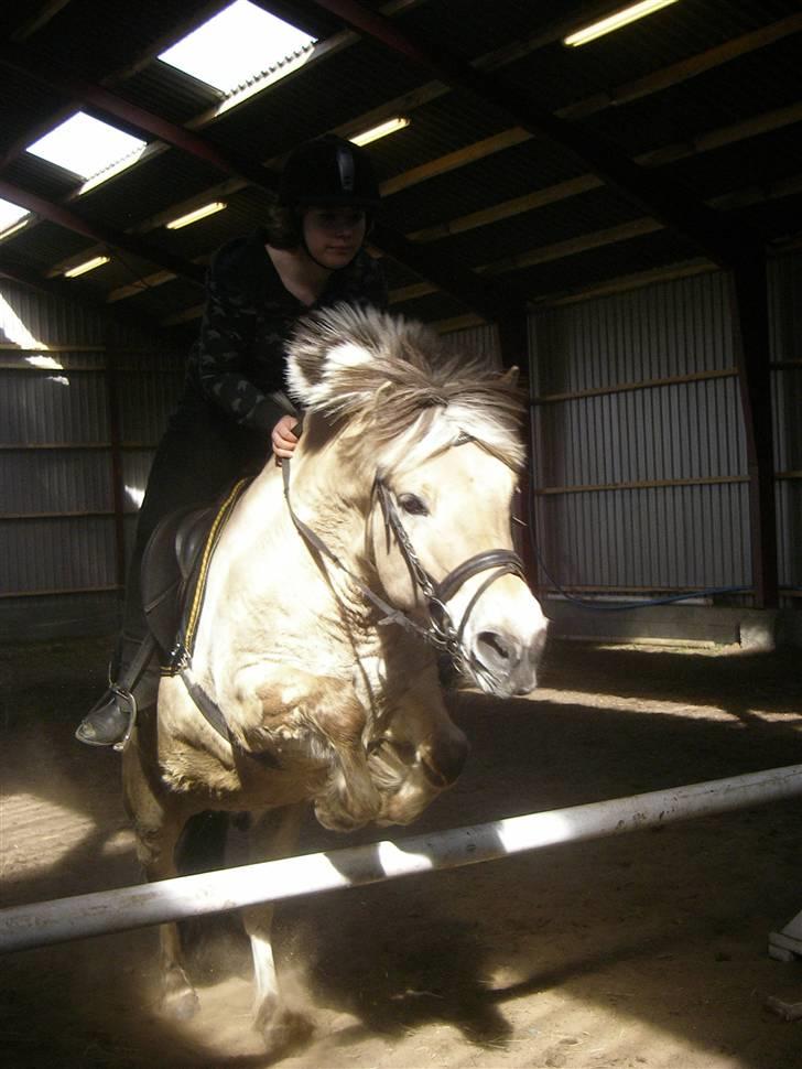 Fjordhest Klaus - Spring:D Han er bare den bedste<3 billede 9