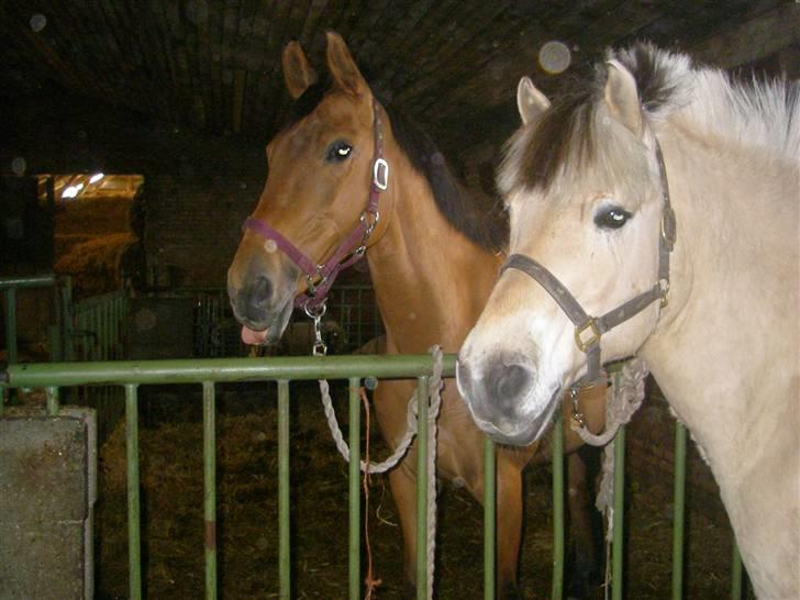 Fjordhest Klaus - Mine for altid<4 giver aldrig slip på jer<3 billede 10