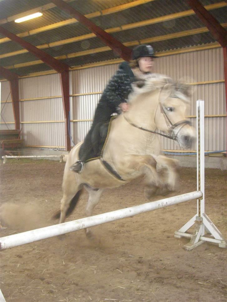 Fjordhest Klaus - SPRING!<3 Det passer ikke at fjordheste ikke kan springe<3 billede 11