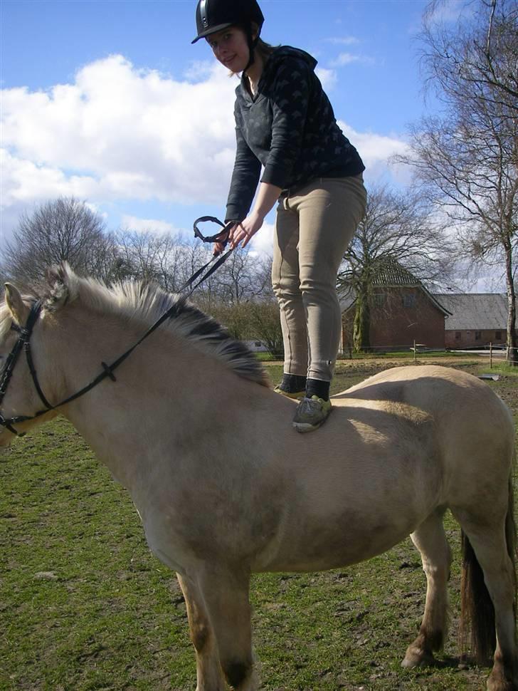 Fjordhest Klaus - Stoler  100% på ham! billede 12