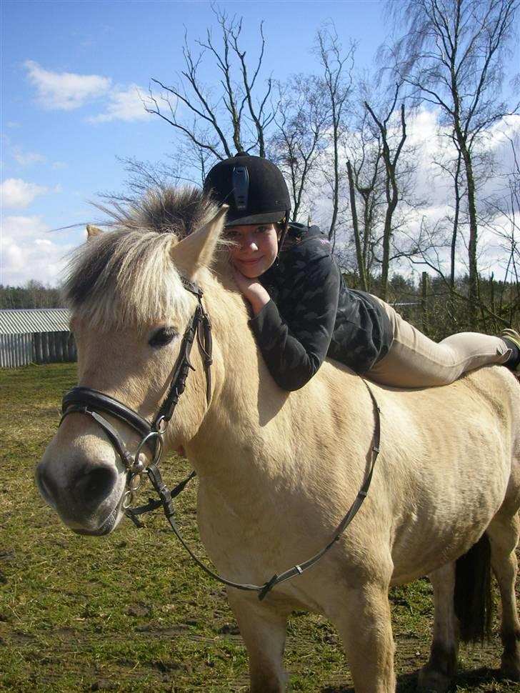 Fjordhest Klaus - Ahh dejlig afslappene:D billede 13