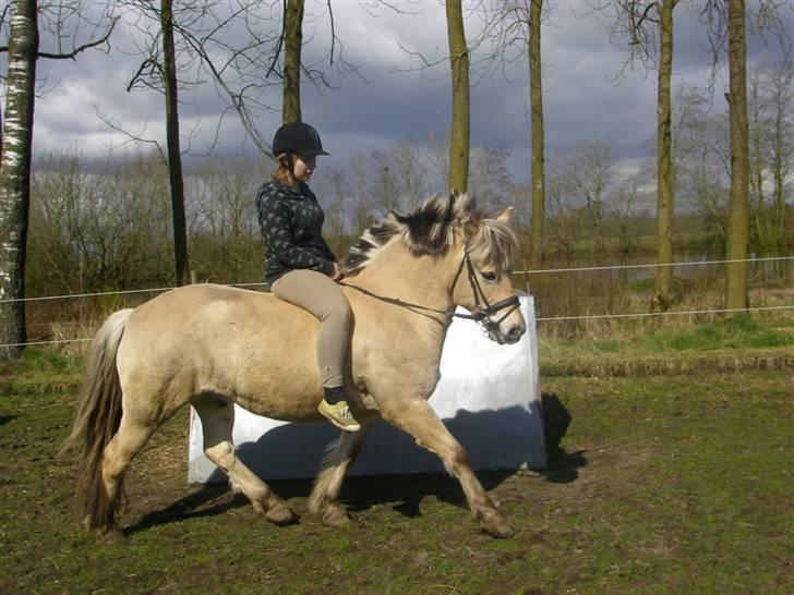 Fjordhest Klaus - Er han ikk fin?<3 billede 14