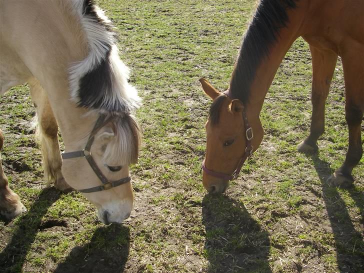 Fjordhest Klaus - De hygger sig vidst<3 billede 15