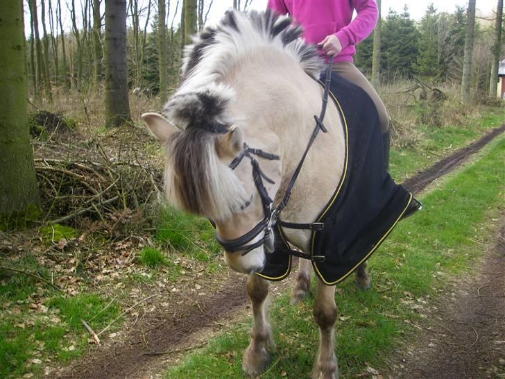 Fjordhest Klaus - Nååå du er kær klaus<3 billede 16