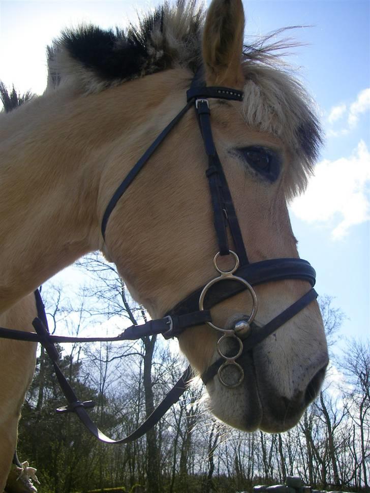 Fjordhest Klaus - Min skat<3 billede 17