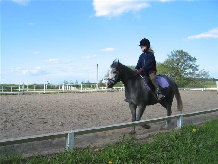 Welsh Mountain (sec A) Fakla Geraldine (Solgt) - Ride time på RSR!  billede 3