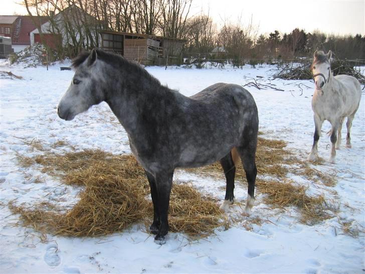 Welsh Mountain (sec A) Fakla Geraldine (Solgt) - på marken hjemme:* billede 8