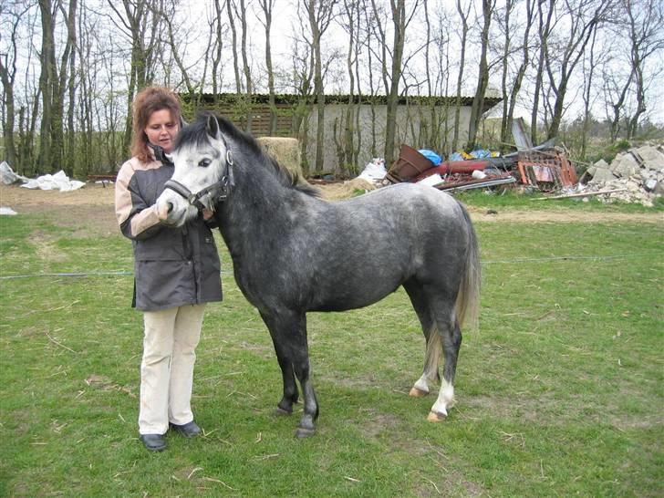 Welsh Mountain (sec A) Fakla Geraldine (Solgt) - Min mor med Geraldine pigen! billede 9