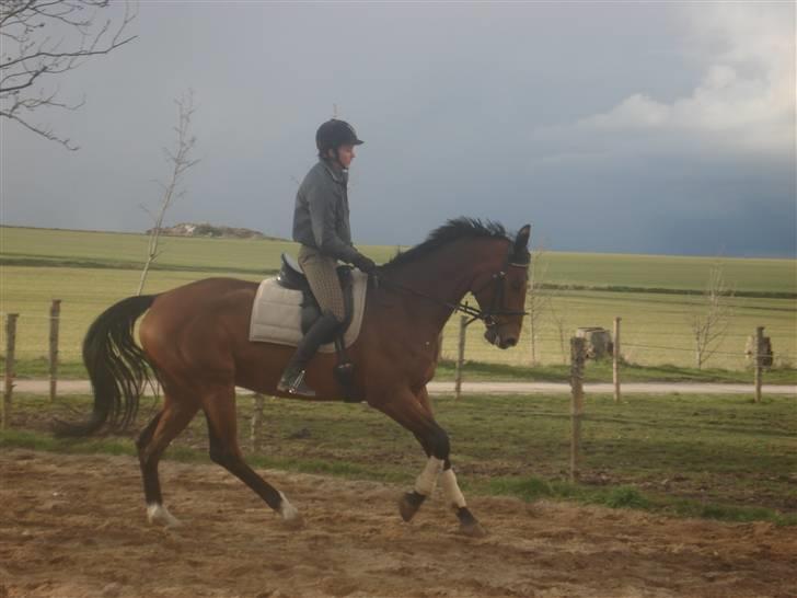 Dansk Varmblod Poseidon - rider ute 06/04-08 billede 1