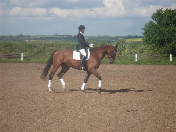 Dansk Varmblod Poseidon - stævne nørbæk billede 2