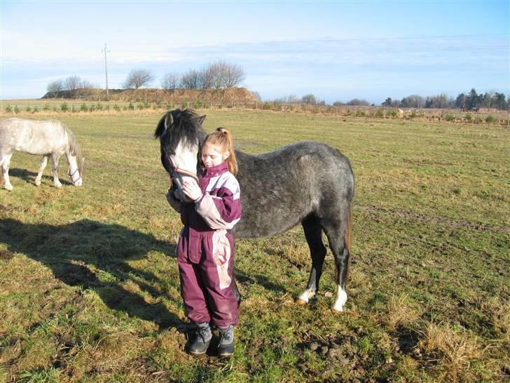 Welsh Mountain (sec A) Fakla Geraldine (Solgt) - igen  billede 14