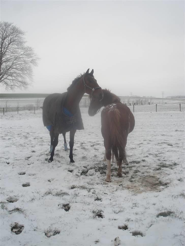 Dansk Varmblod Poseidon - Poseidon i Asferg med Kami billede 3