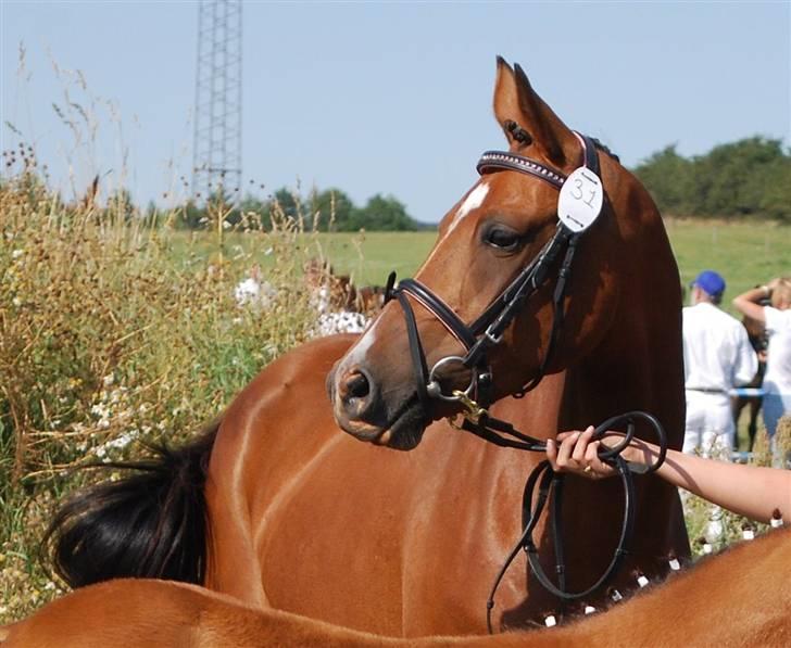 DSP Nørlunds Eliza (Solgt) - flotte billede 1