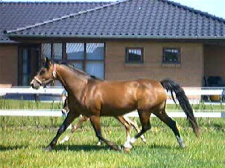 DSP Nørlunds Eliza (Solgt) - trav til et 9 tal :P billede 2