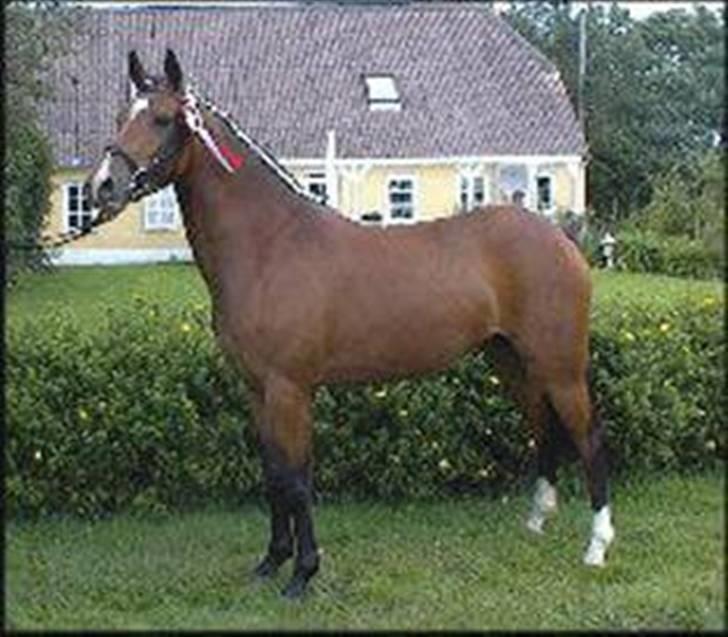 DSP Nørlunds Eliza (Solgt) - Den dag hun blev kåret i 2002  billede 3