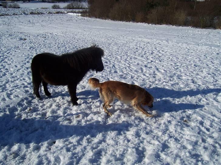 Shetlænder thor *aflivet* - hvad er det? billede 1