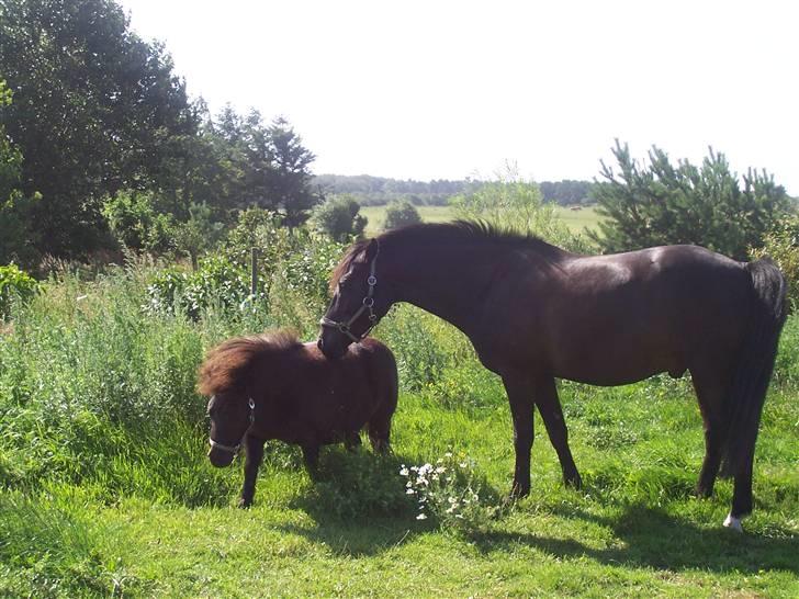 Shetlænder thor *aflivet* - ami og thor billede 2