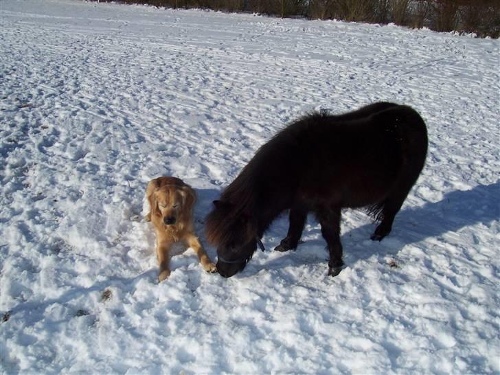 Shetlænder thor *aflivet* - hmm? skal jeg mon begynde at spise sne? billede 3