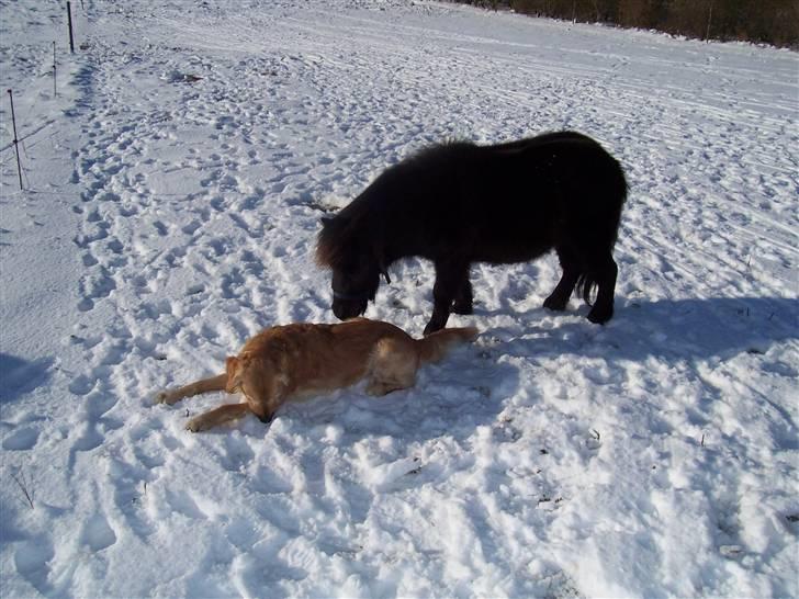 Shetlænder thor *aflivet* - du er altså lidt sød bjanko:D billede 4