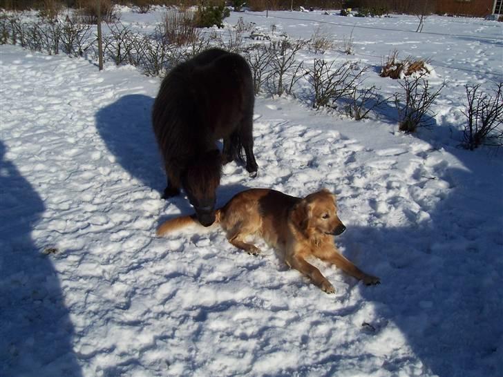 Shetlænder thor *aflivet* - din hale dufter godt bjanko:D billede 5