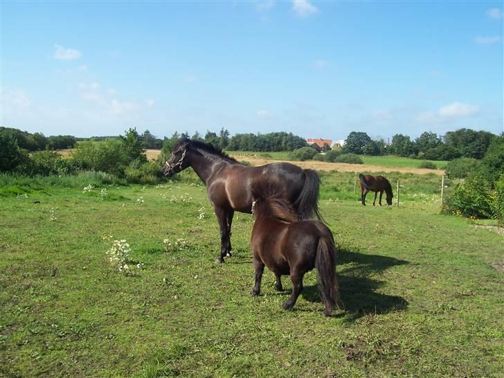 Shetlænder thor *aflivet* - jeg kan ikke nå dig ami! du er lidt høj hvis jeg skal klø dig:) billede 6