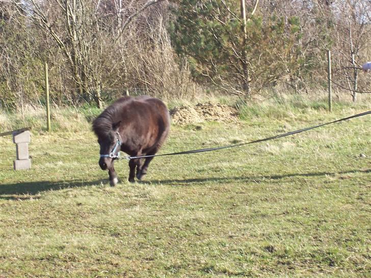 Shetlænder thor *aflivet* - thor i longe billede 7