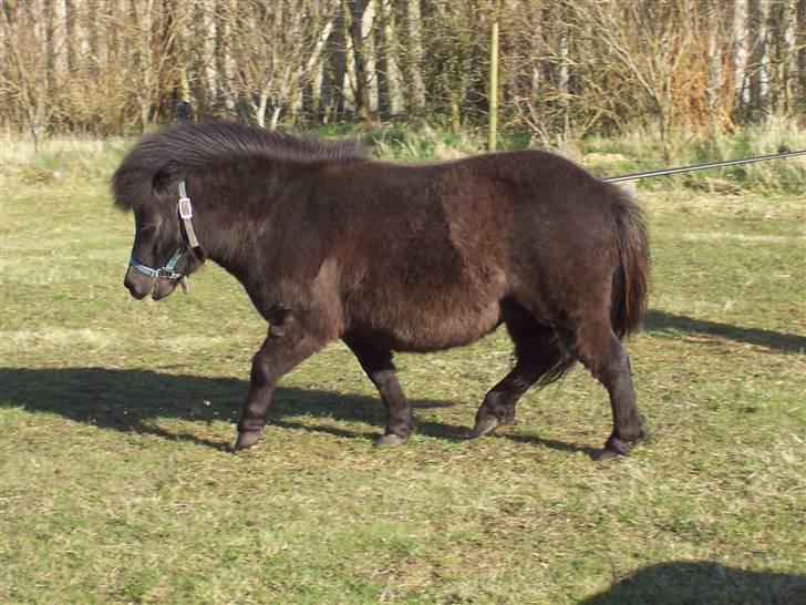 Shetlænder thor *aflivet* - jeg vil den her vej!!! billede 8