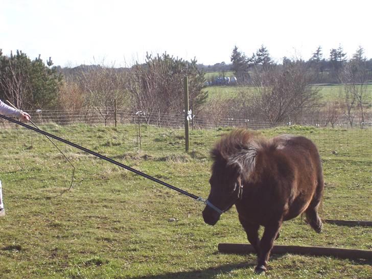 Shetlænder thor *aflivet* - nej! hvorfor ikke lige ud? moar? billede 9
