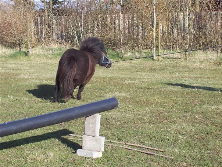 Shetlænder thor *aflivet* billede 10