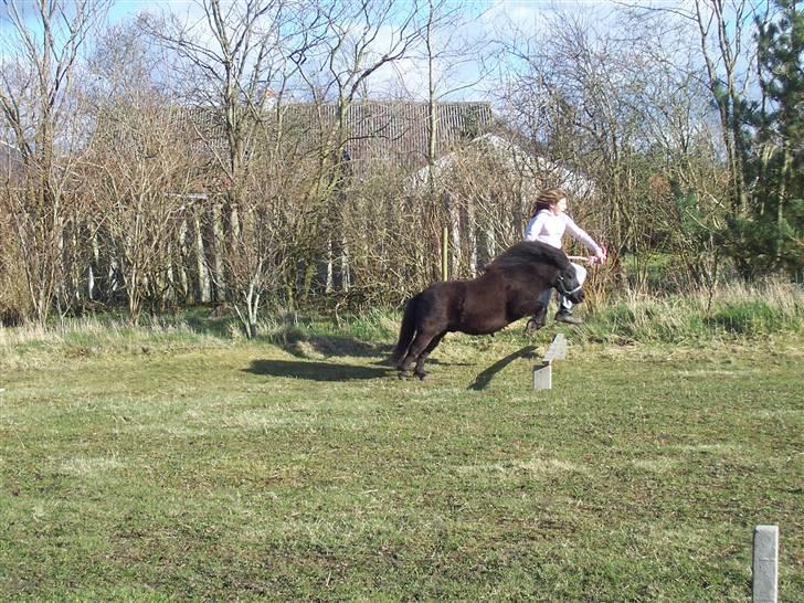 Shetlænder thor *aflivet* - kig ikke på mig men Thor! er han ik god? billede 11