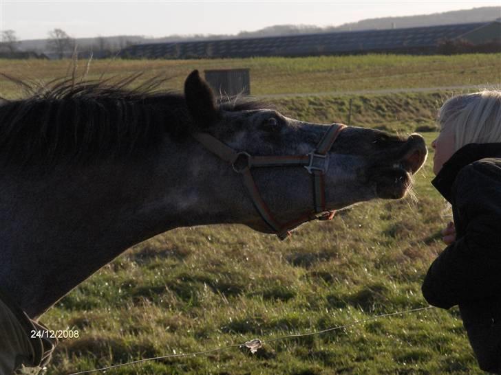 Anden særlig race Blackie - Solgt :( - Kyys<33 ;D billede 6