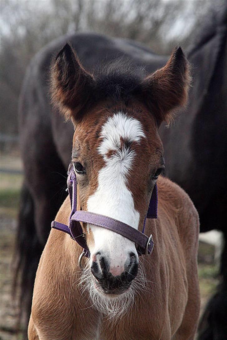 Irish Cob Bakkegårdens Blossom - så smuk billede 8