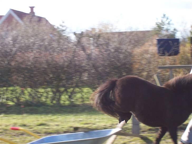 Shetlænder thor *aflivet* - der glemte vi  nok at få thor midt på billedet=) billede 12