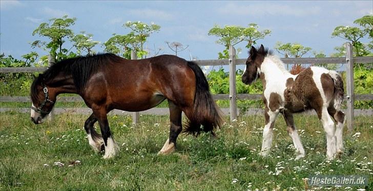 Irish Cob Bakkegårdens Blossom billede 9