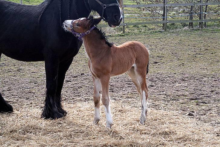 Irish Cob Bakkegårdens Blossom - elsker dig, mor billede 10