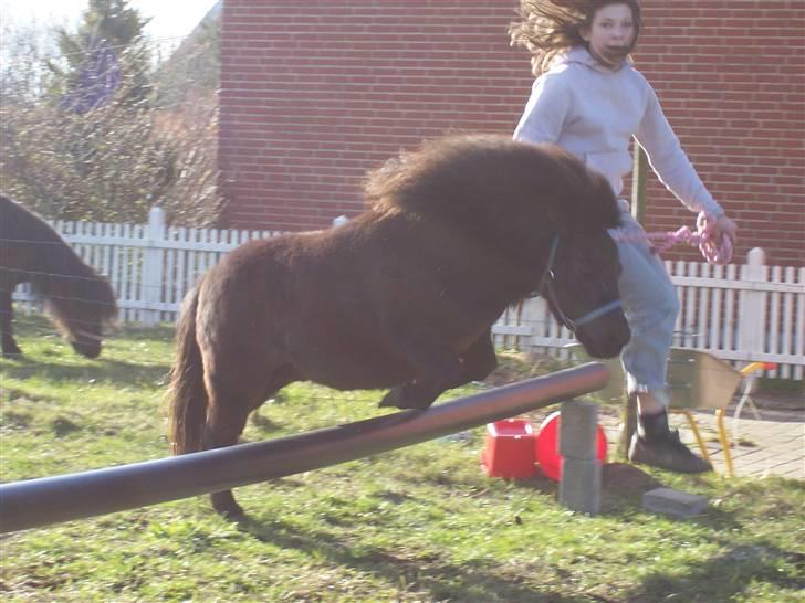 Shetlænder thor *aflivet* - hop hop lille thor billede 13