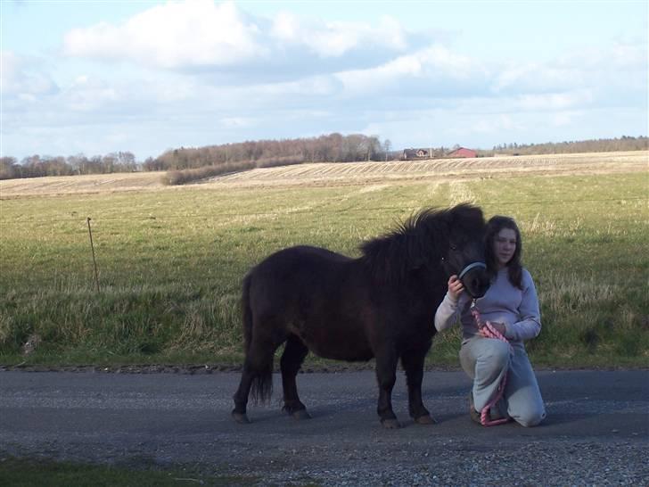 Shetlænder thor *aflivet* billede 14