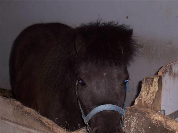 Shetlænder thor *aflivet* billede 15