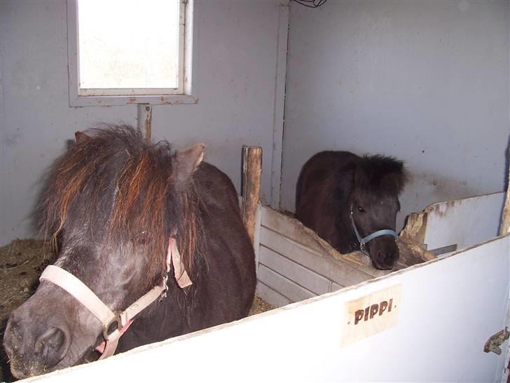 Shetlænder thor *aflivet* billede 16