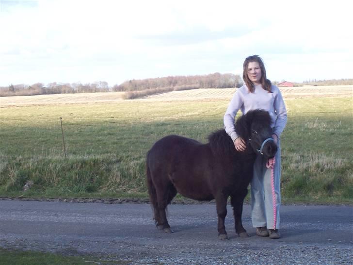 Shetlænder thor *aflivet* billede 17