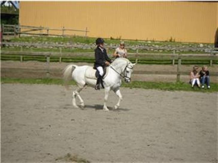 Welsh Mountain (sec A) Galantus *gl. passer* - miig og lante til opvarming inden jeg skulle ind ;D <3 billede 14