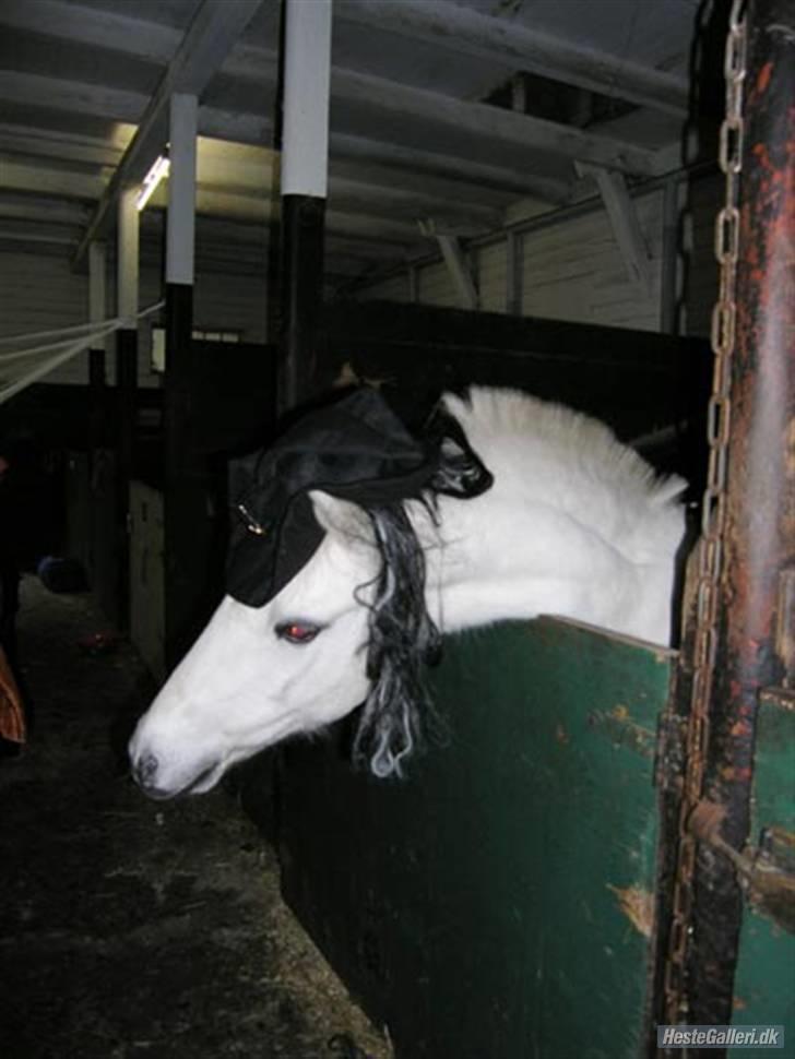 Welsh Mountain (sec A) Galantus *gl. passer* - lante på OD :D billede 15