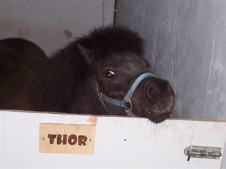 Shetlænder thor *aflivet* - er min box ik fin? billede 18