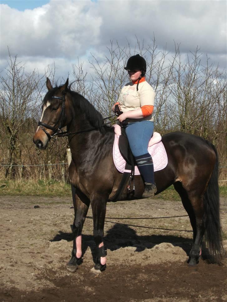 Dansk Varmblod Sitta Girl - muns hun er lækker  billede 19