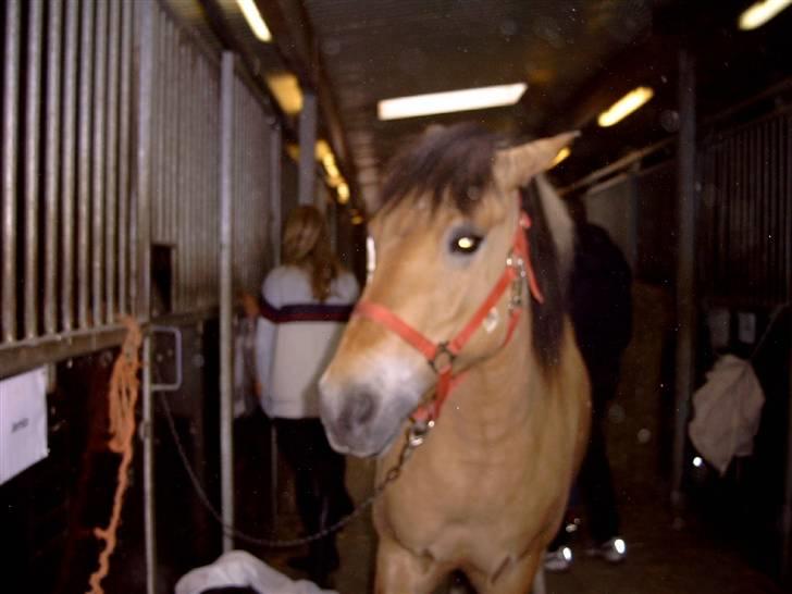 Anden særlig race Tilde R.I.P. billede 12